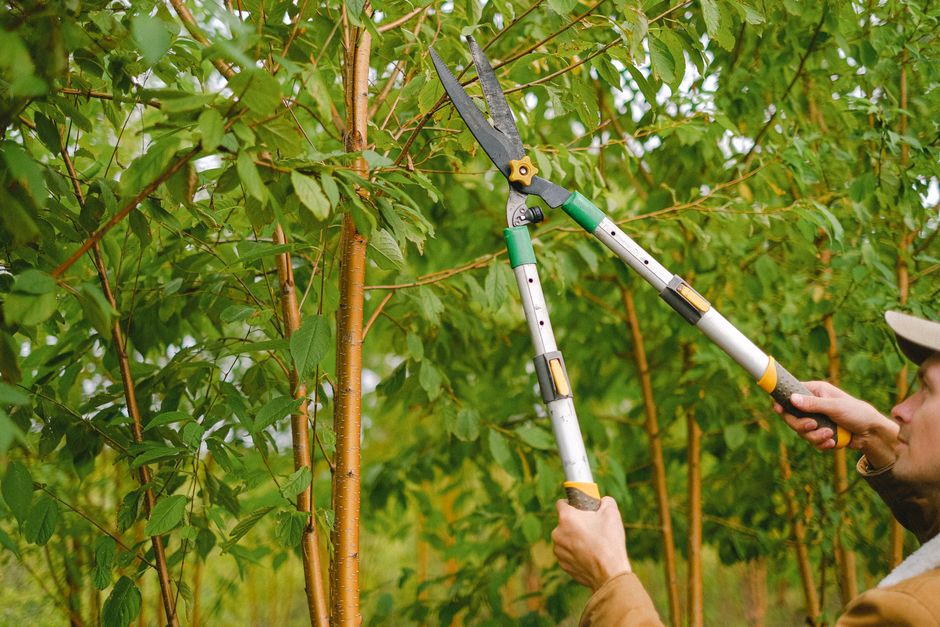 Arborist trimming tree branches